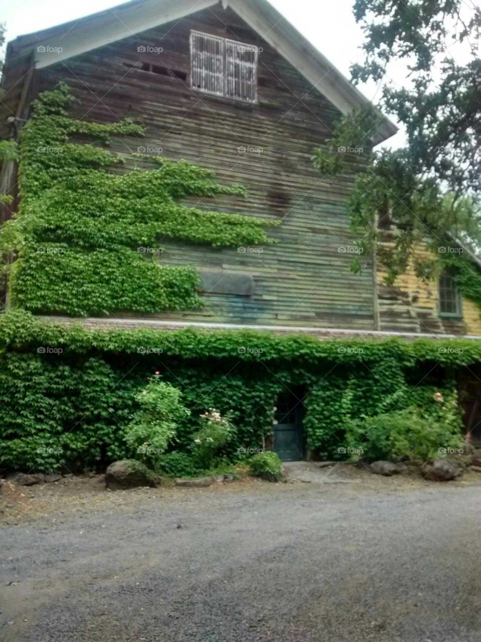 ivy barn