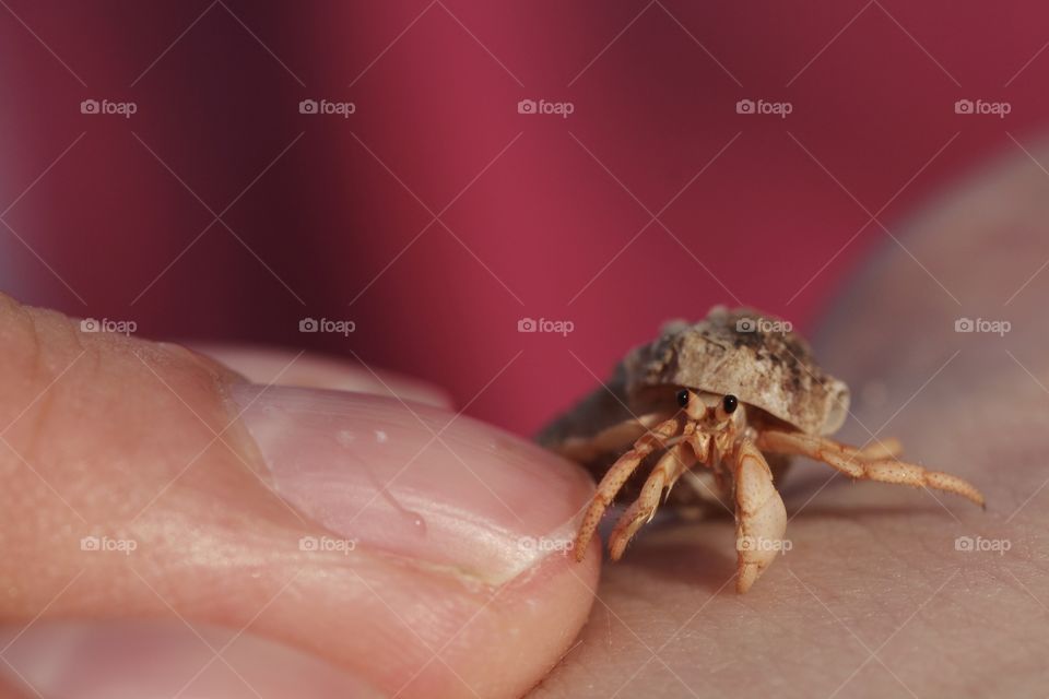 grabbing hermit crab