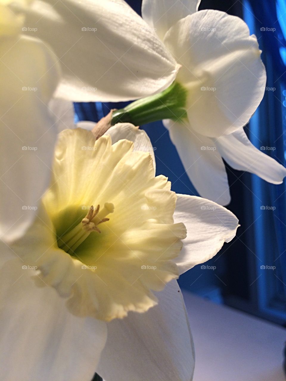 Daffodils 