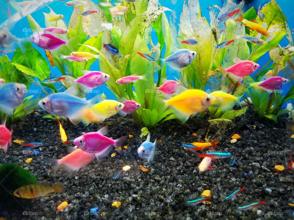 neon fish, fish tank, underwater, colorful