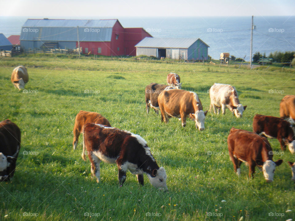 ocean barn canada farm by dixieyankee