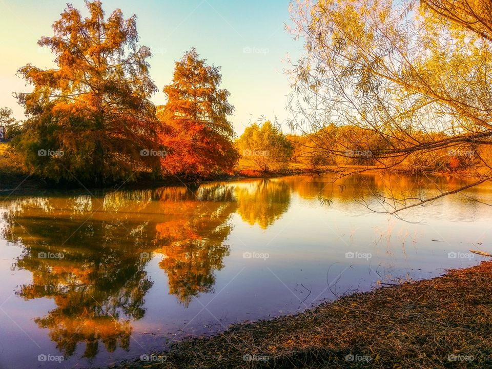 Reflections of cypress trees in fall on a pond