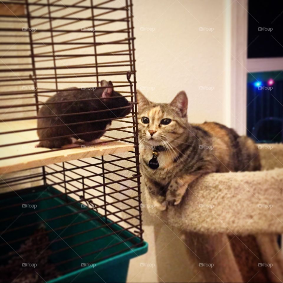 Trip will sit and stare and her rodent friend, Ethel, all day long. And Not because she wants to eat her. She protects Ethel whenever she gets loose