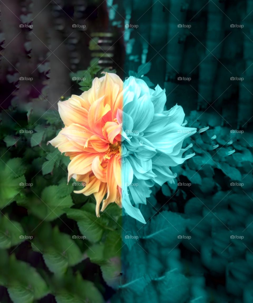 In this photo you can see a colourful flower with unique petals 