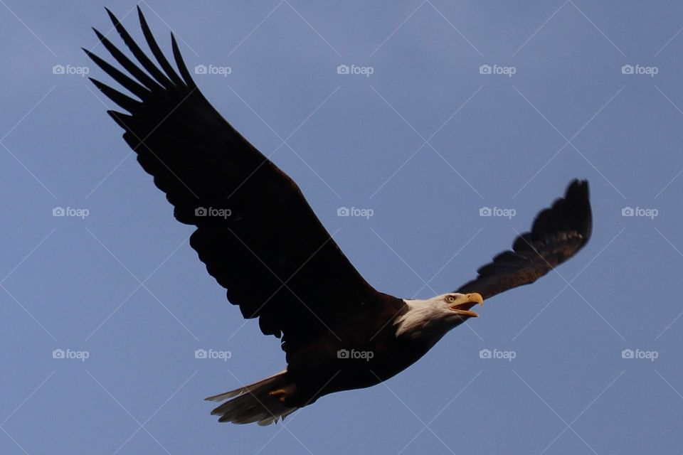 The majestic bald eagle soars above in the clear blue skies at Point Defiance Park, Washington 