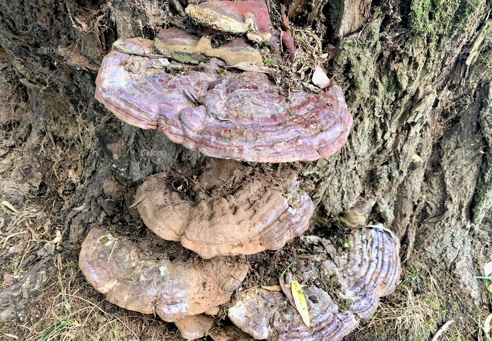  Colorful fungi 