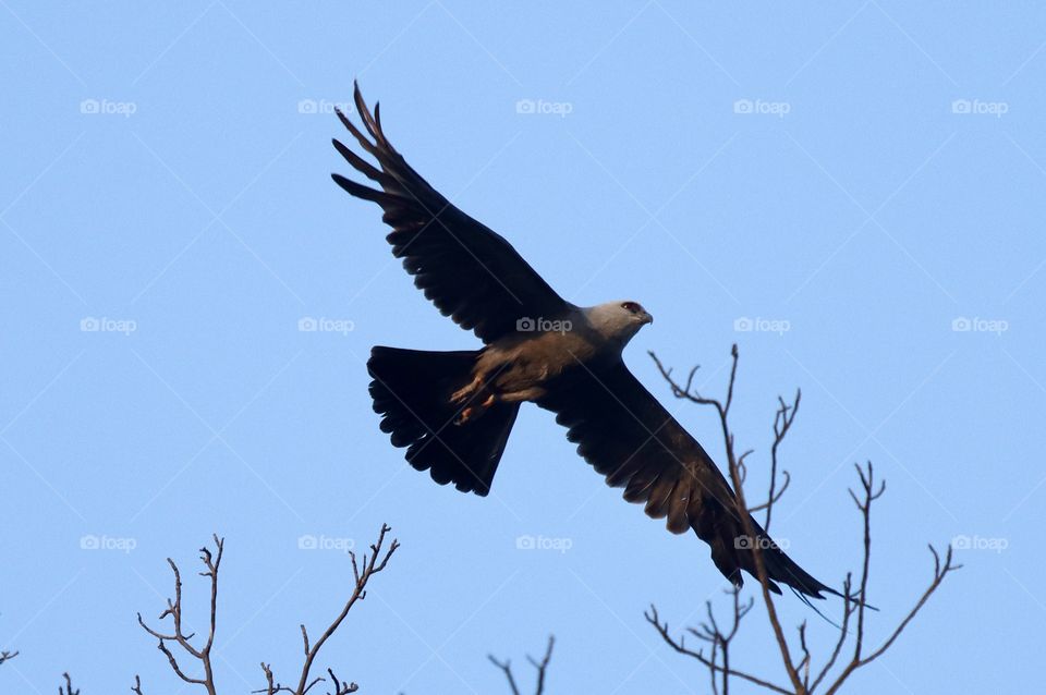 Mississippi Kite