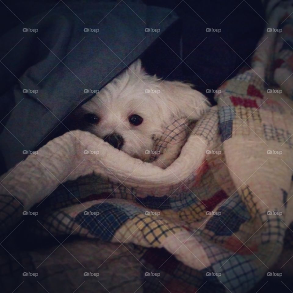 Maltese puppy wrapped in a quilt