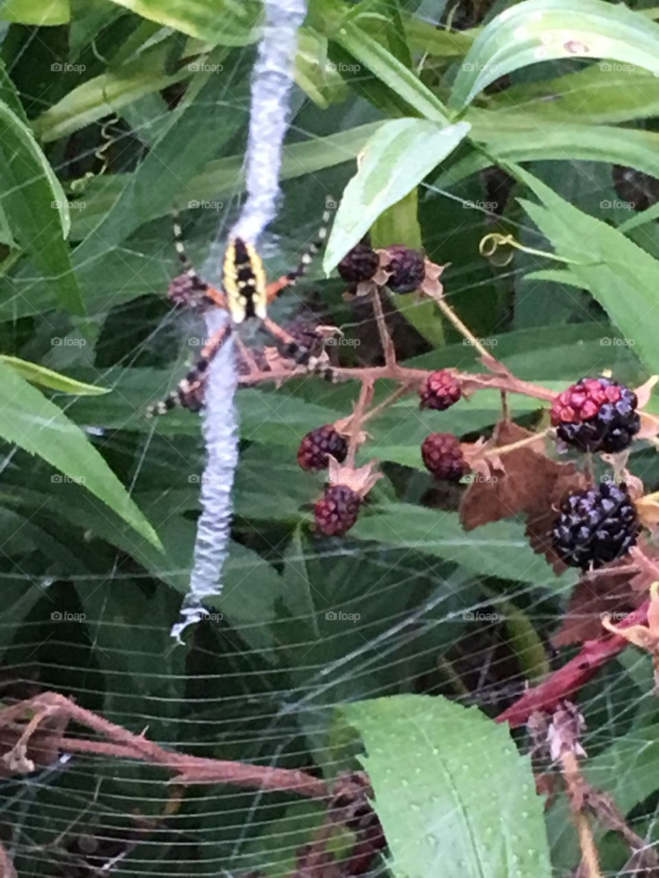 Blackberries and Argiope aurantia (Yellow garden spider)