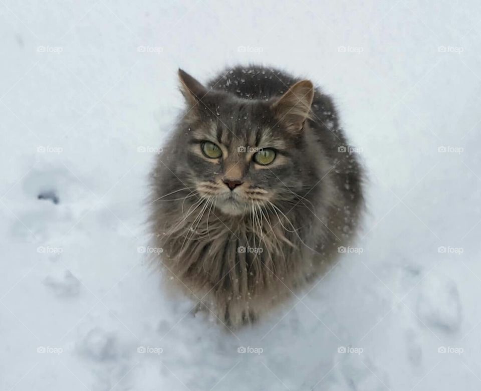 Grey colored fluffy pet cat sitting in the snow, looking up with large green eyes as white snowflakes fall during a day in winter.