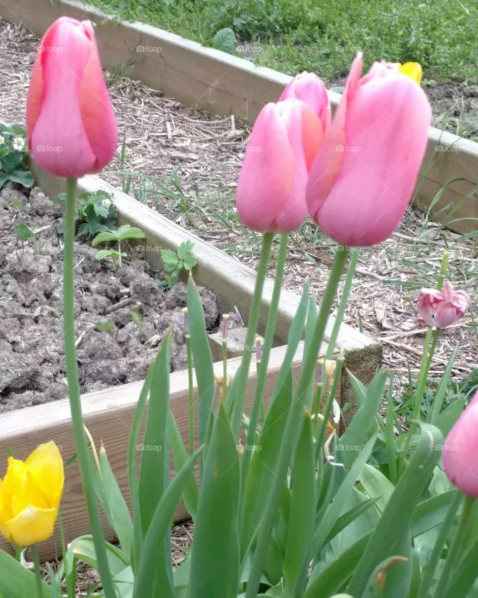 Tulipa
