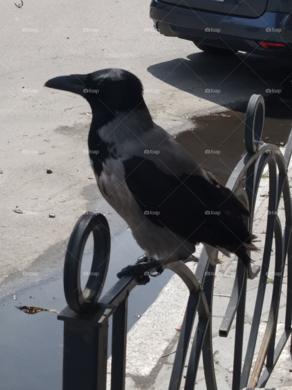 Crow in the city
