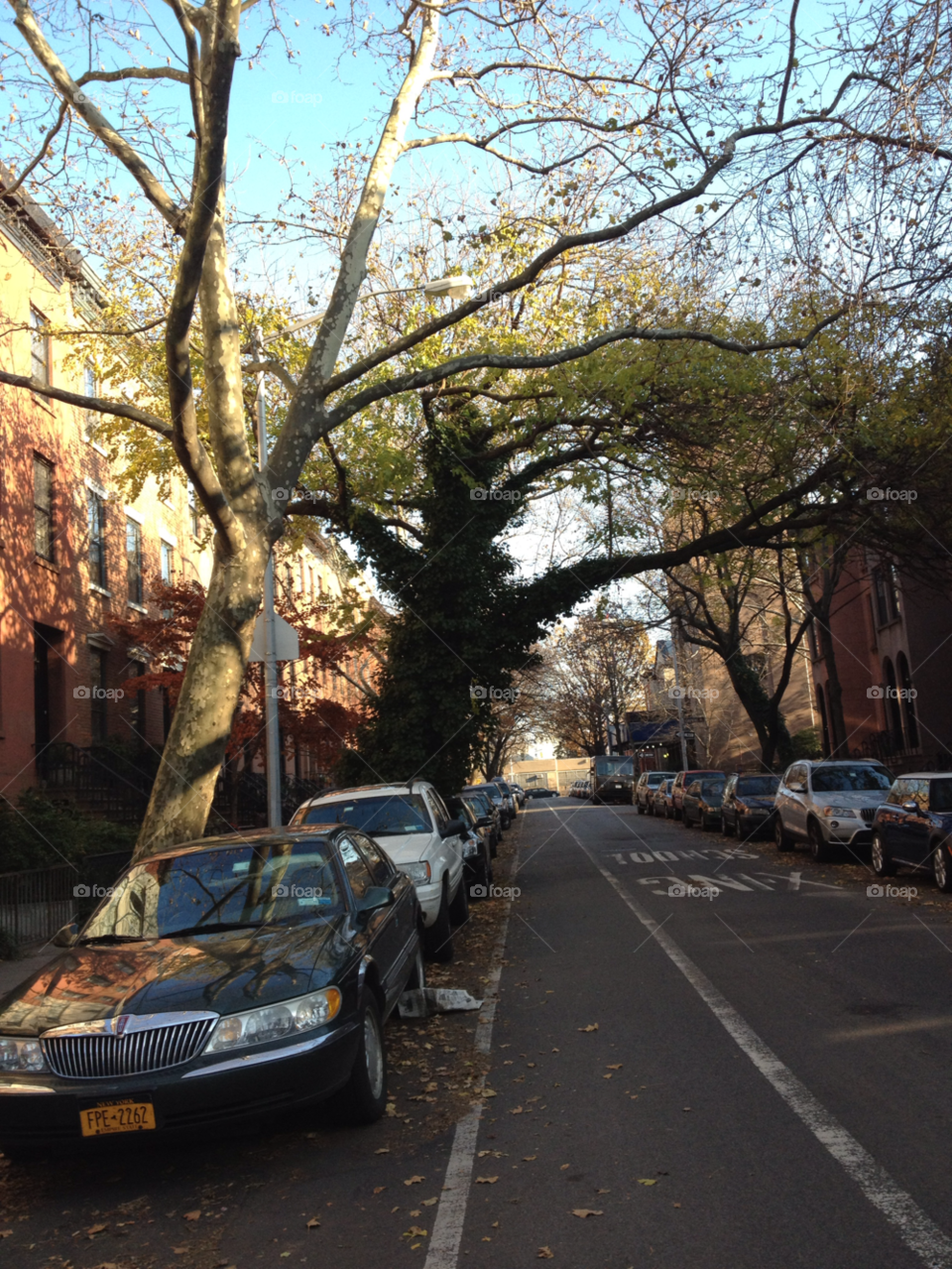 street tree sunny day growth by michaella