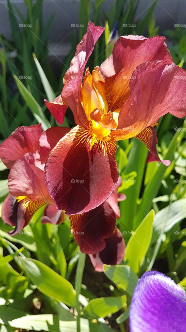 bright orange and red iris flower