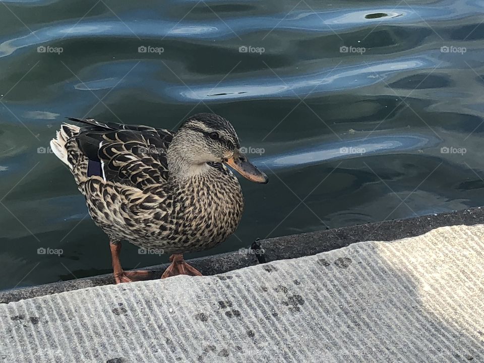 Washington D.C. ducks near the White House 