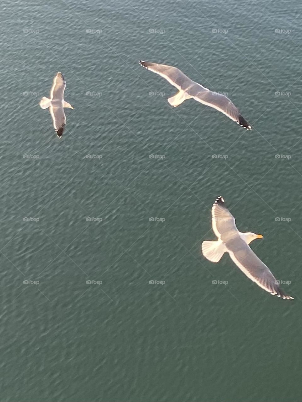 Three seagulls with wings spread souring over  green sea.