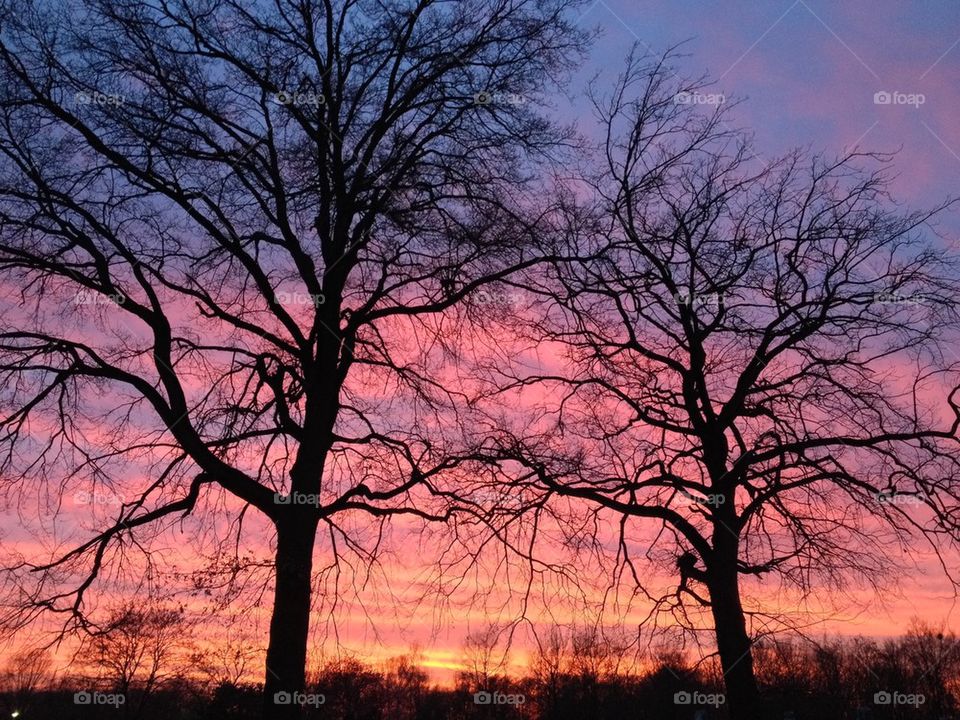 Scenic view of a bare tree during sunset