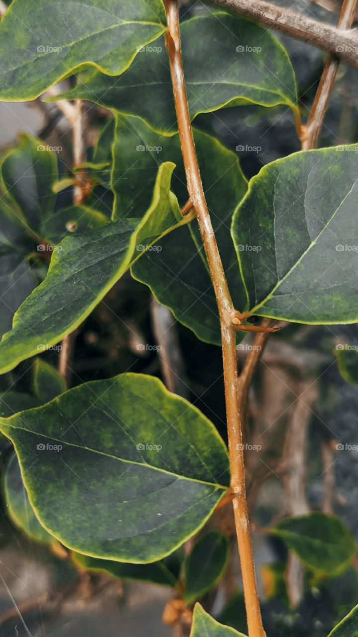 leaves that long and thin , which has gorgeous green colour
