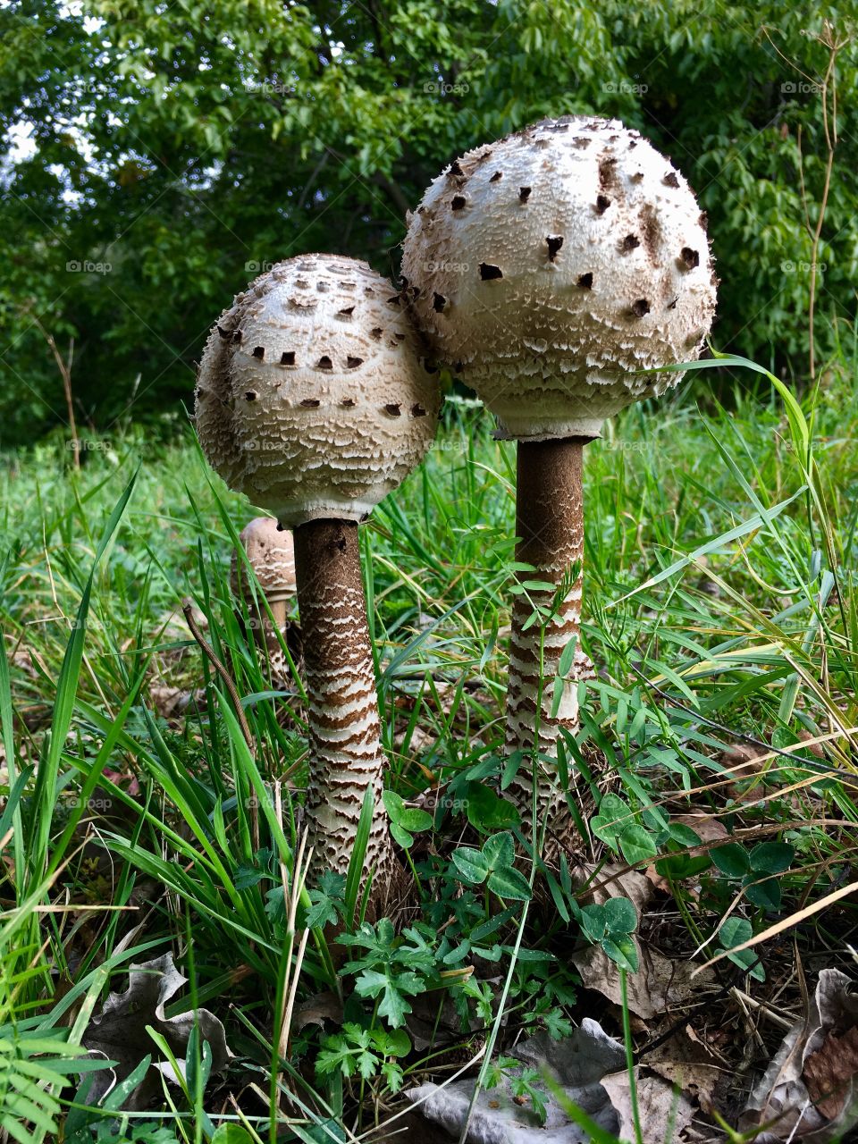 a fine example of a two young parasol mushrooms in a woody background environment