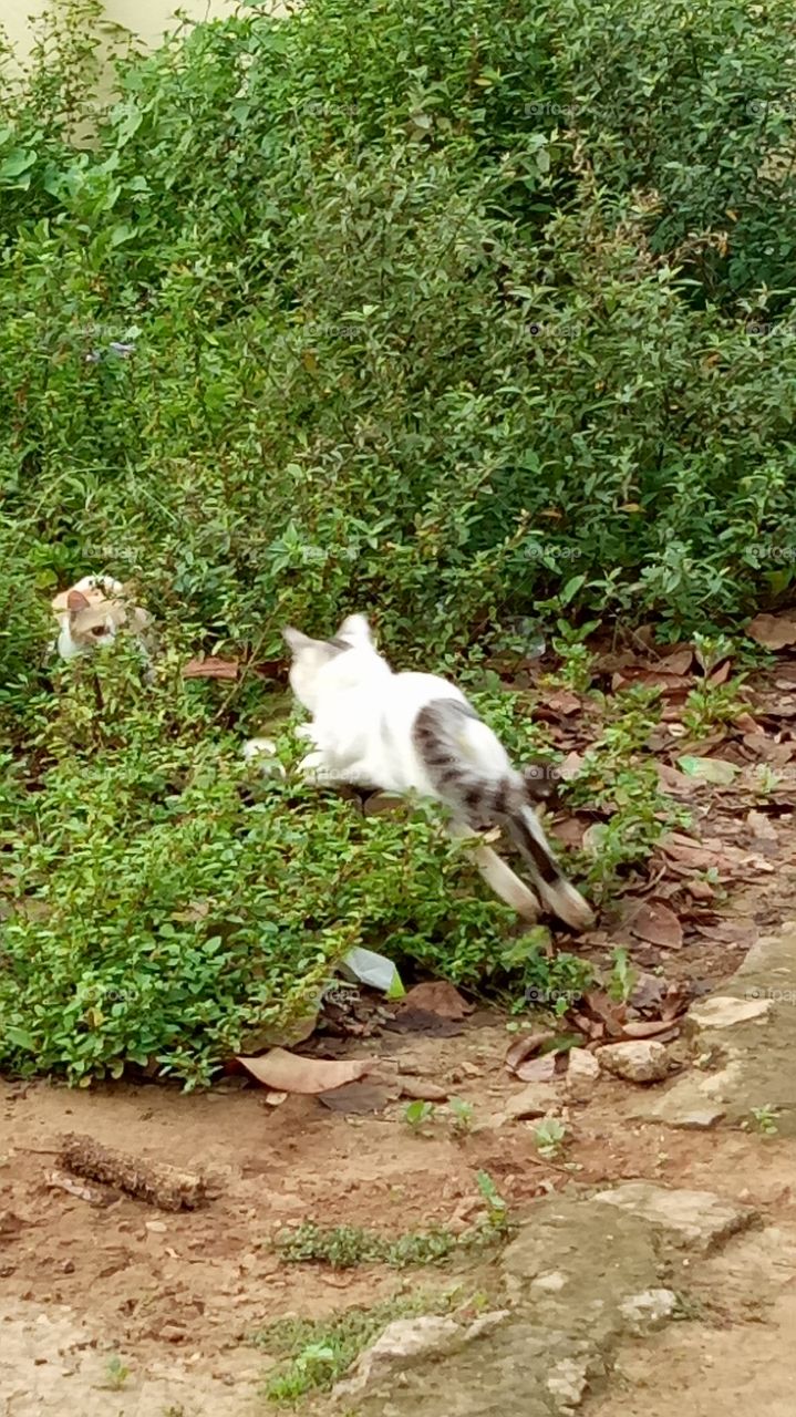 Fluffly cats