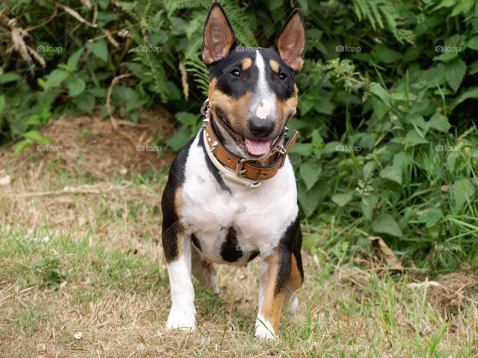 Happy dog : Scarlet du MAS des rêves 