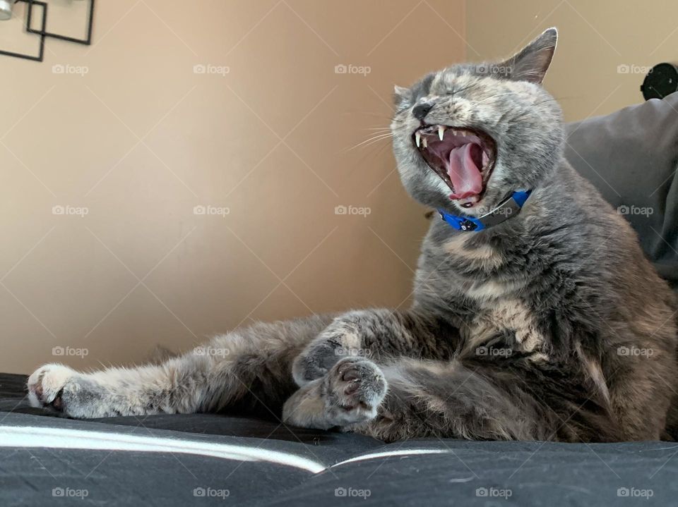 Kitty cat, kitty cat, with the soft, grey fur. Yawn, stretch, show teeth, and purr!