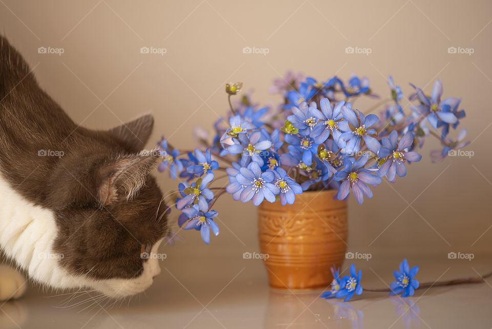 Stay safe at home and take pictures of your cat and spring flowers