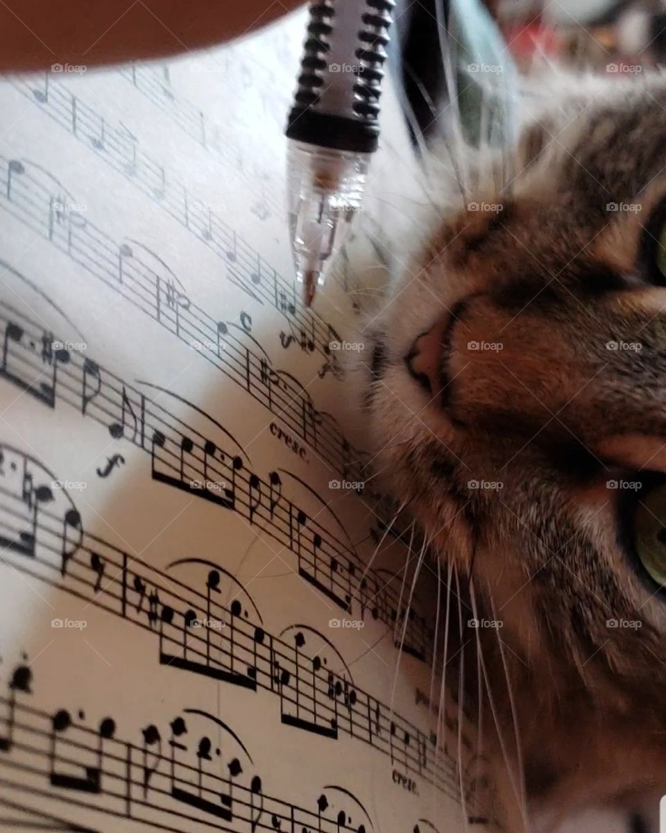 cat loves music
