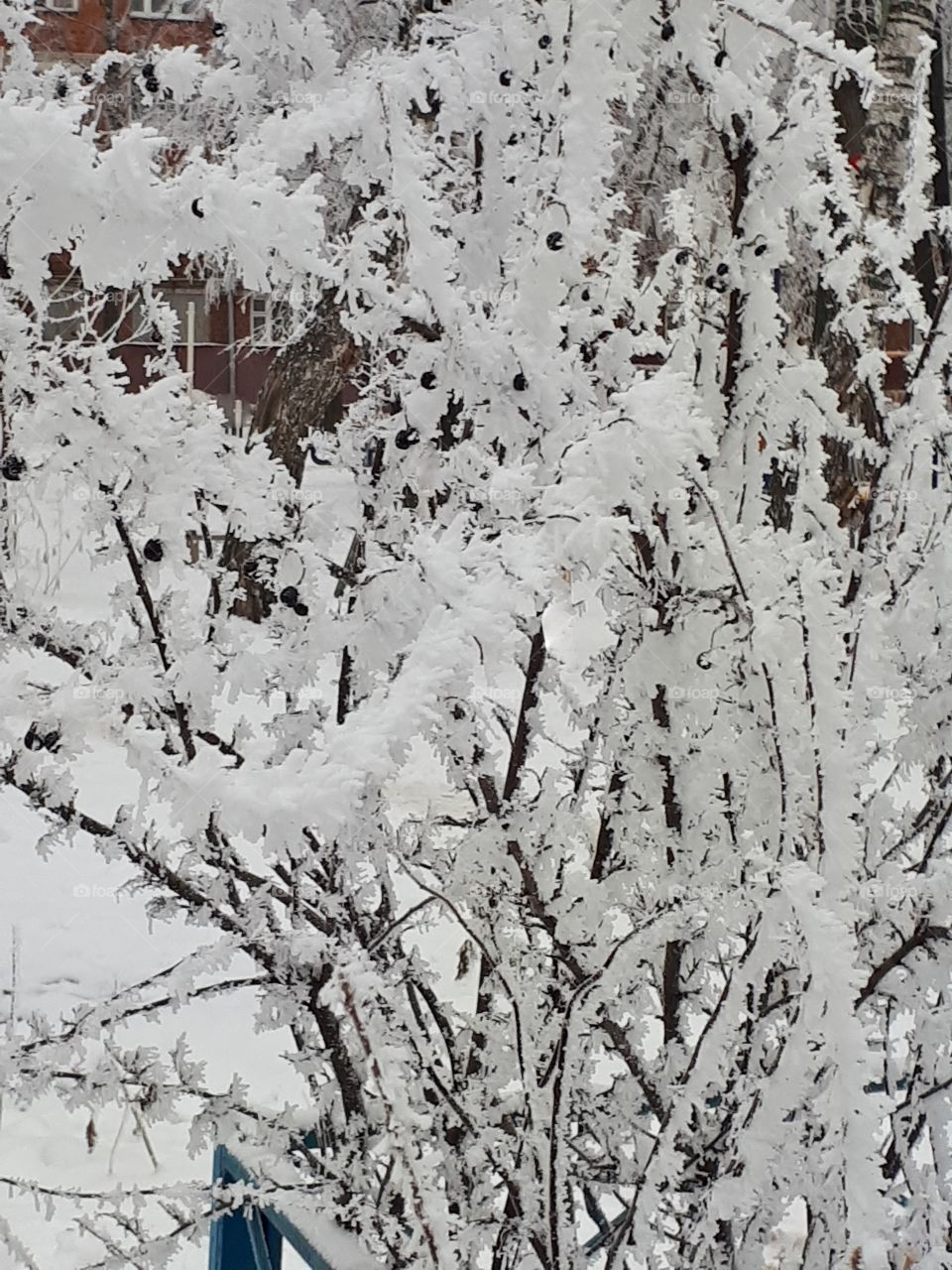 Shrub with black fruits under snow