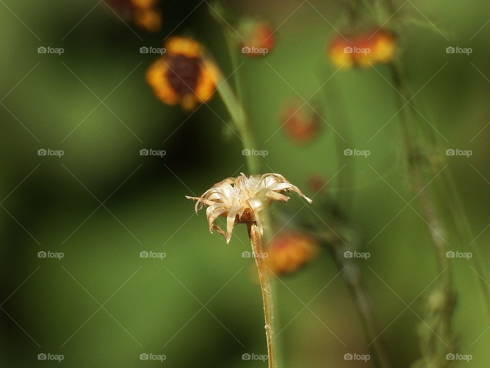 Dried dead flower in front of yellow flowers against blurred green background.
