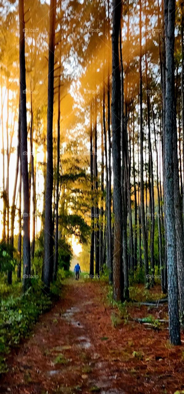 Enchanted Fall Forest Walkway