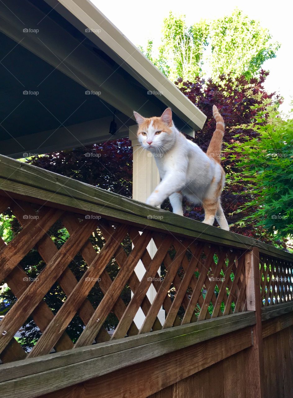 Cat on fence 