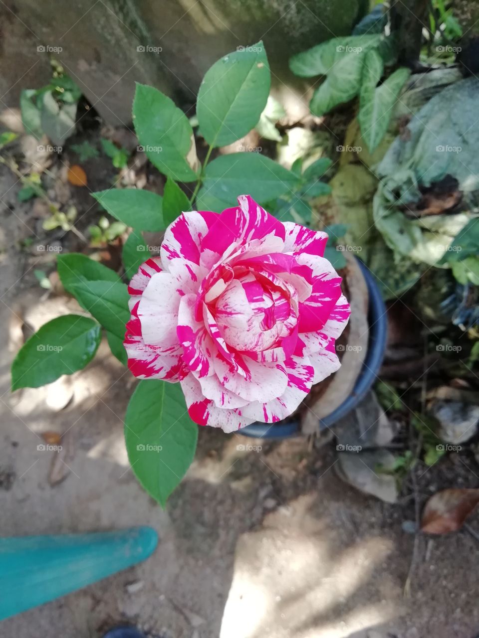 mix colour rose flower