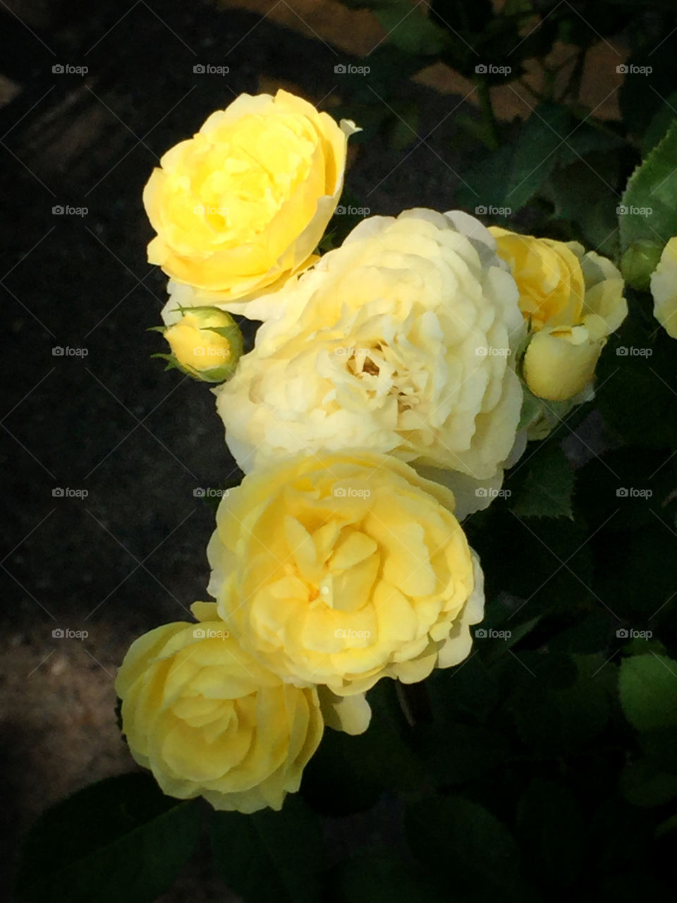 Yellow roses 