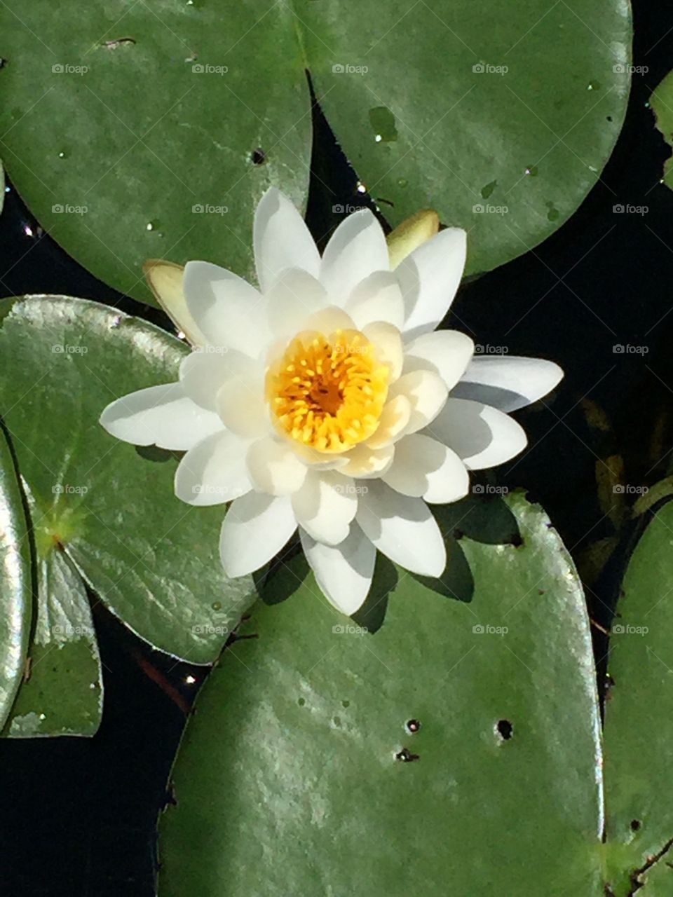Lily pad blooming 
