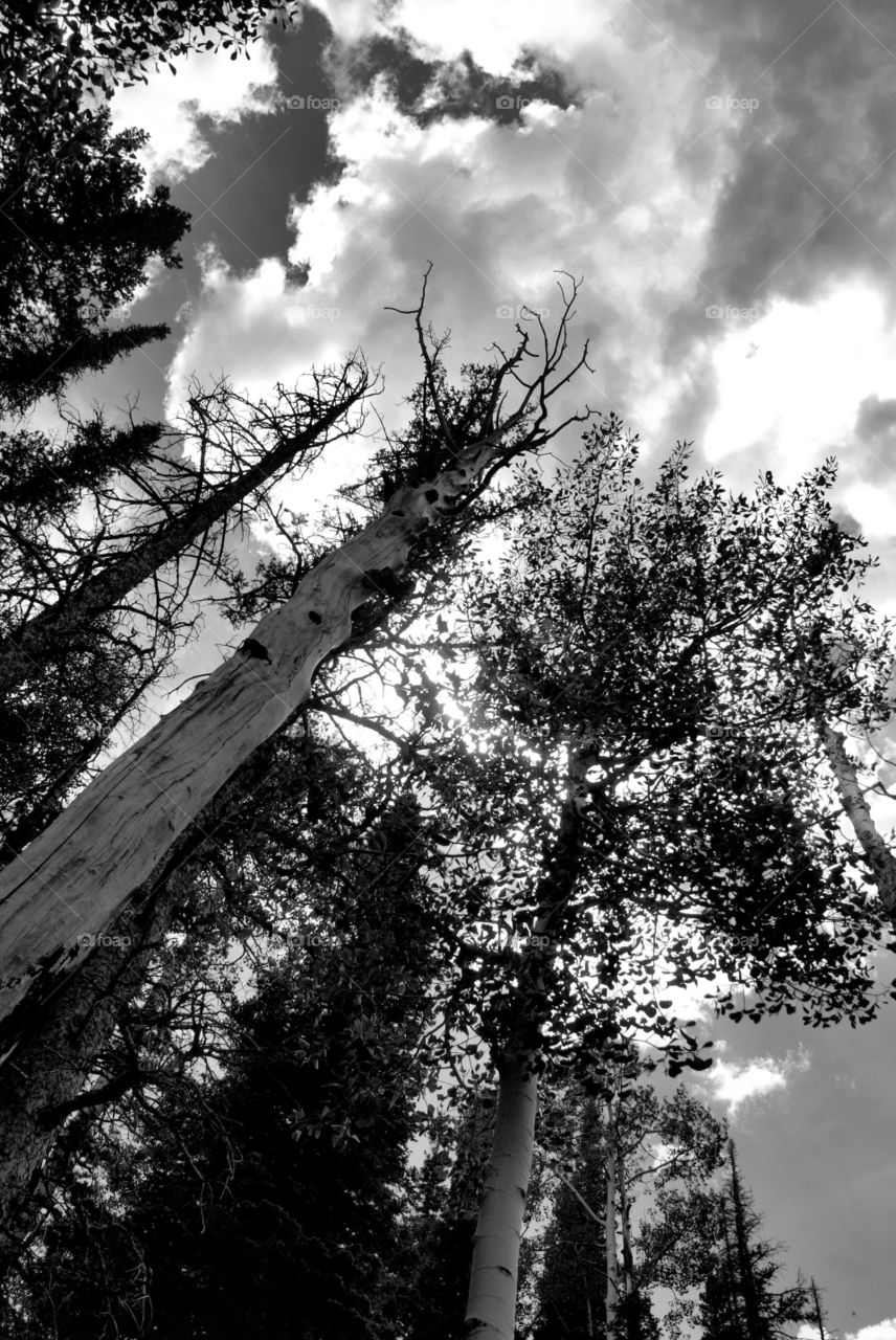 Skyward aspens