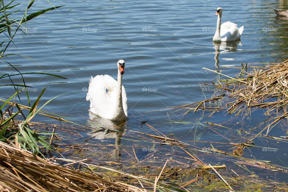 Swans and ducks on the lake