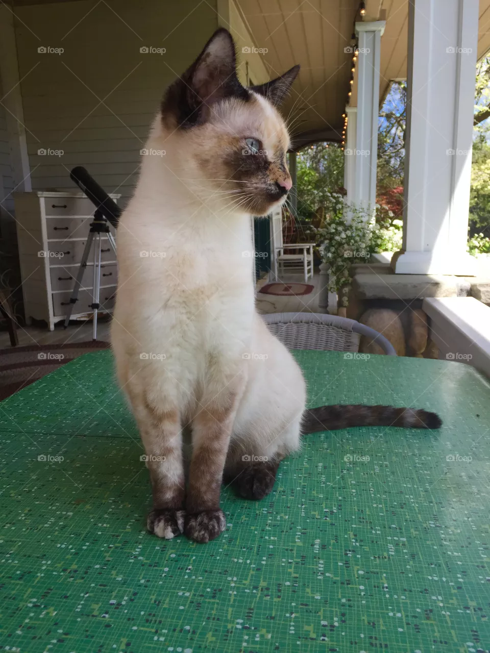 Cat, Pet, Mammal, Cute, Portrait