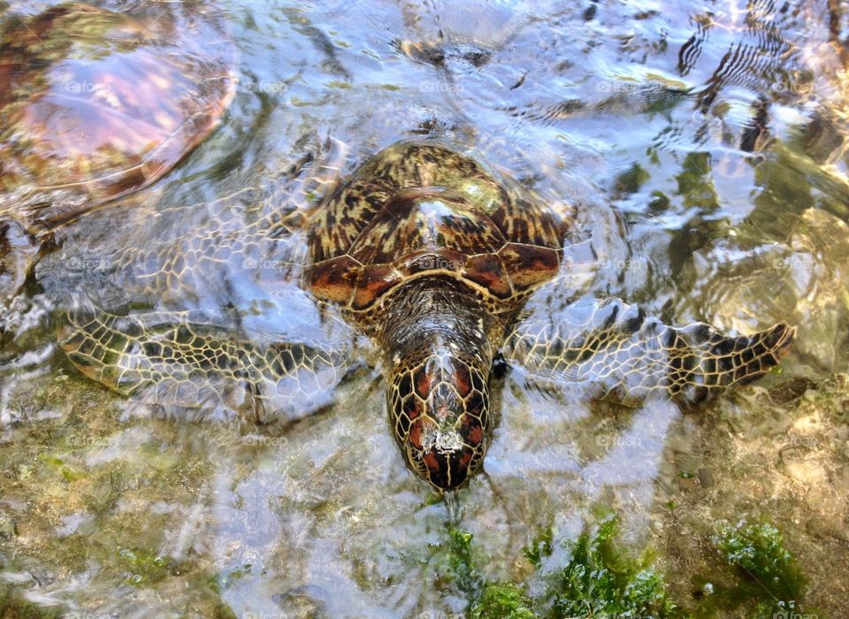 Sea turtle enjoying some greens