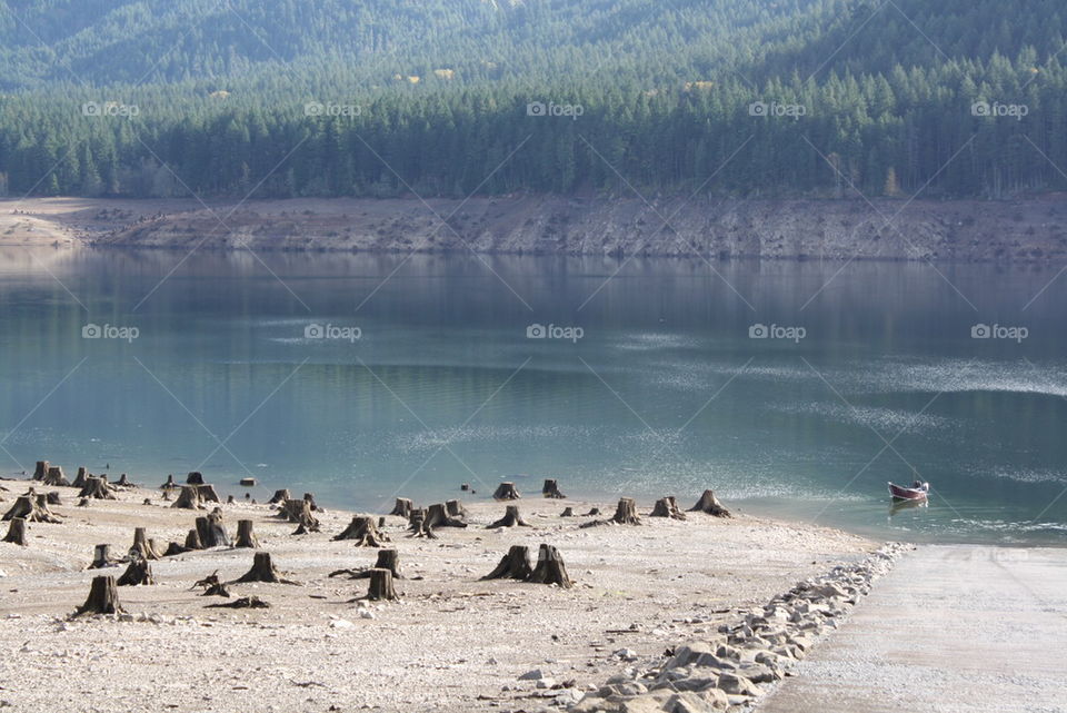 tree stumps