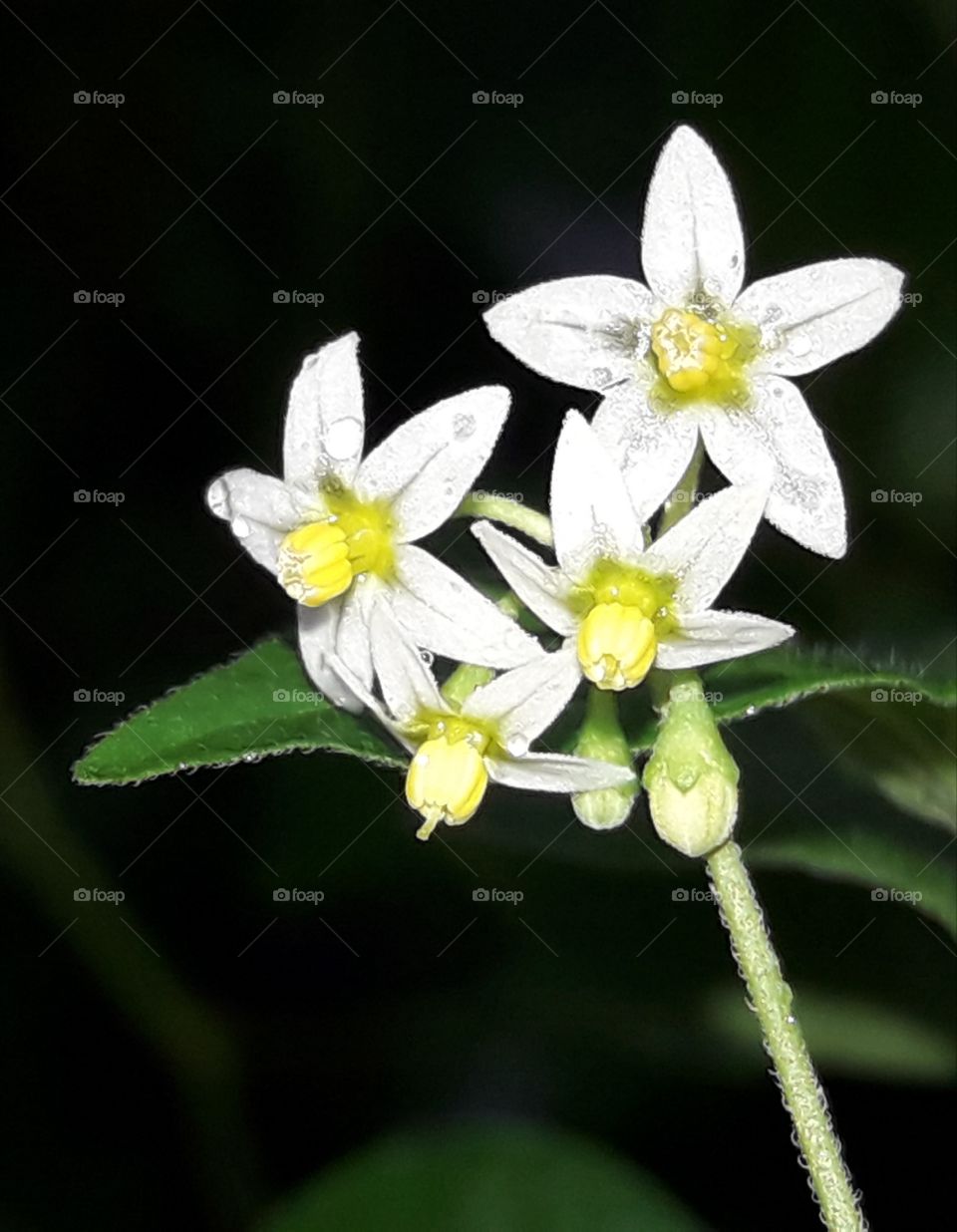 Wild white coloure blooming flower rain drops on its