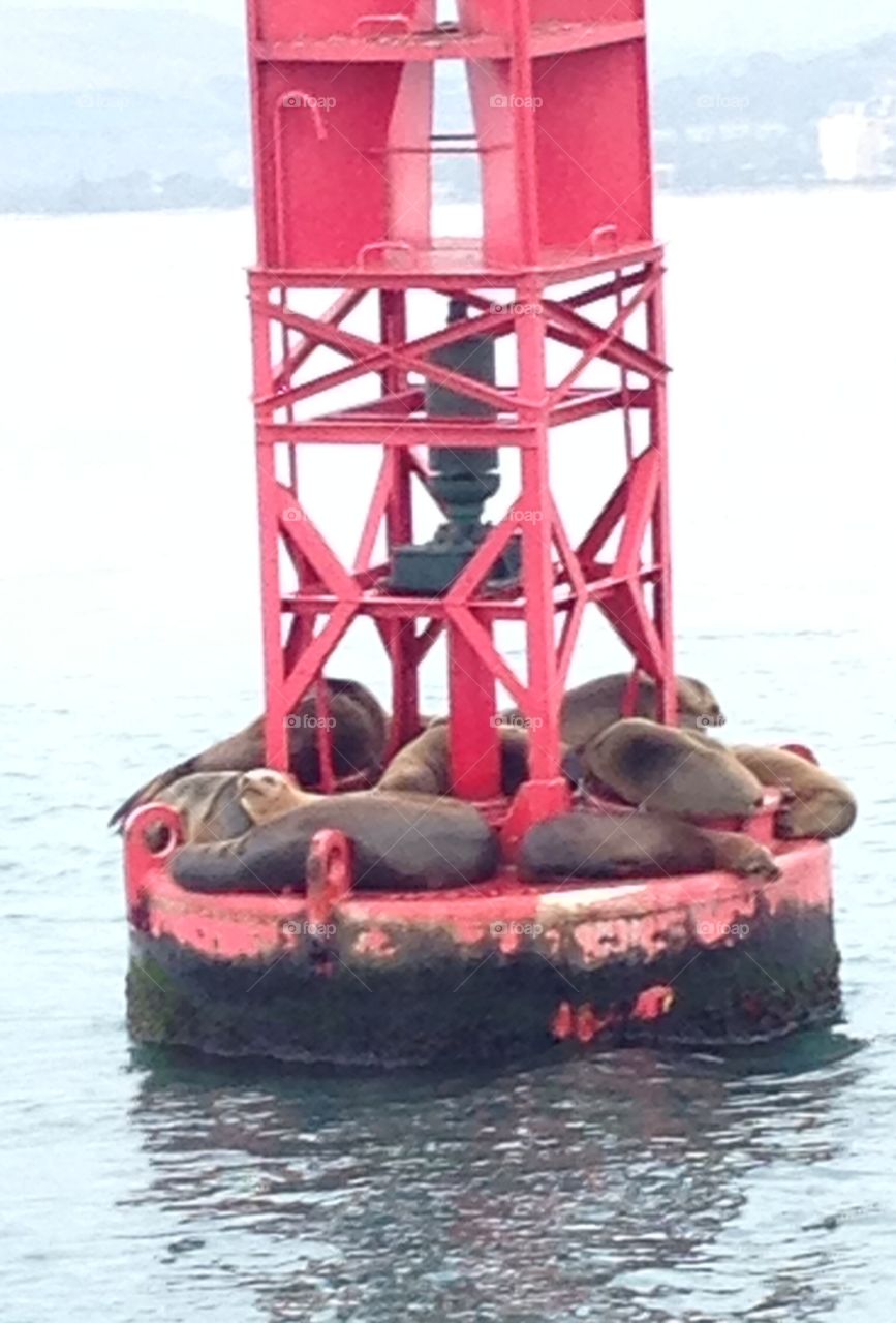 Sea Lions . Sea Lions resting on buoy in CA