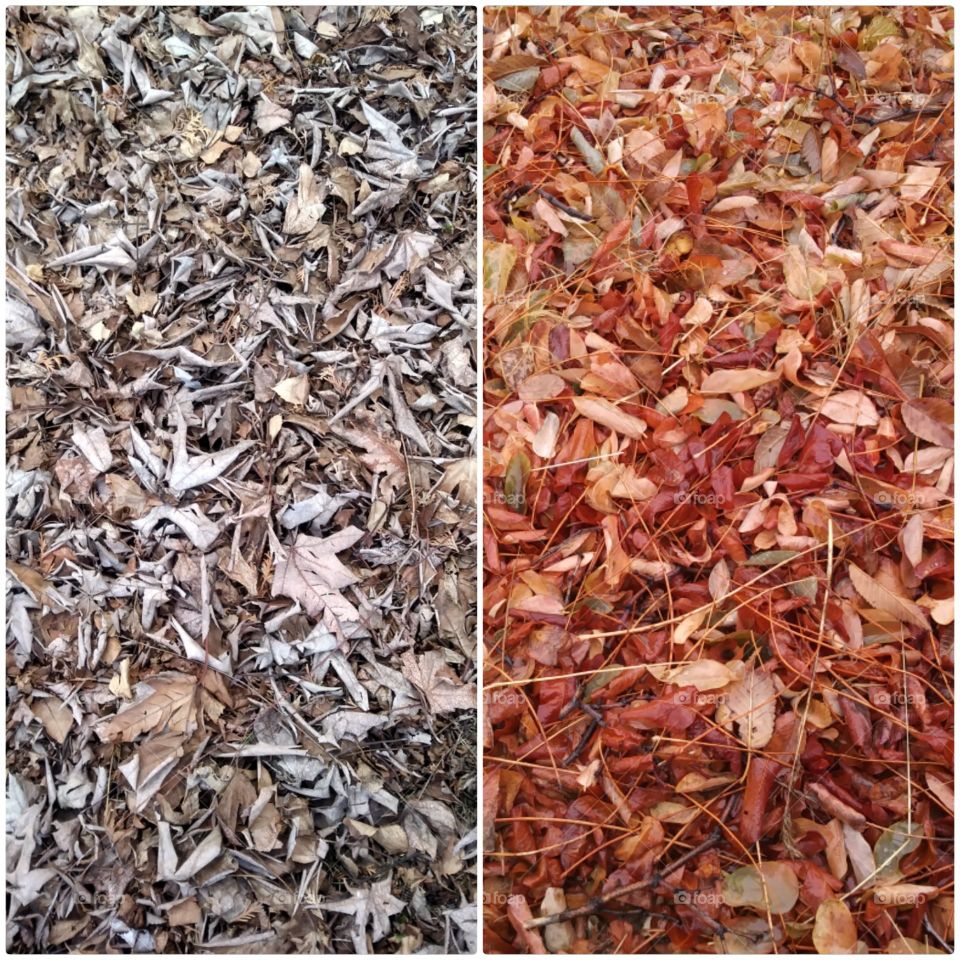 Dry, Desktop, Leaf, Ground, Batch