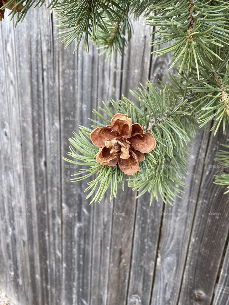 Pine cone 