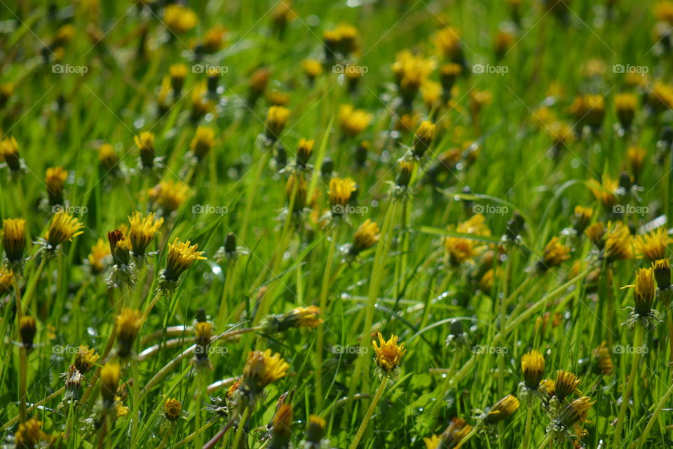 Nature, Grass, Field, Hayfield, Rural