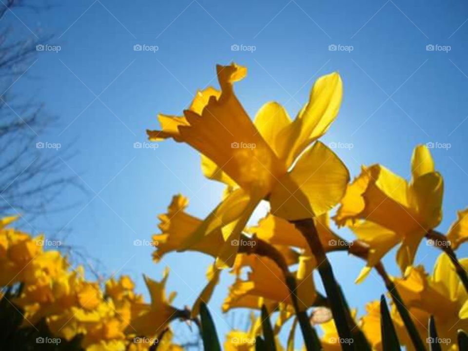 Trumpets. Backlit by the Sun, these flowers turn even more magical