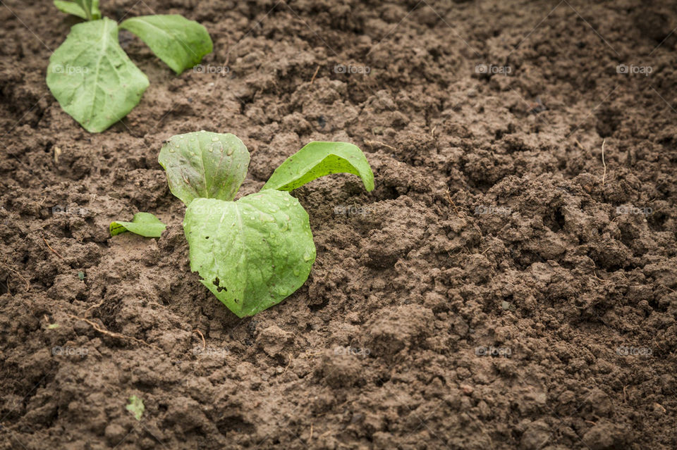 New vegetable plant growing 