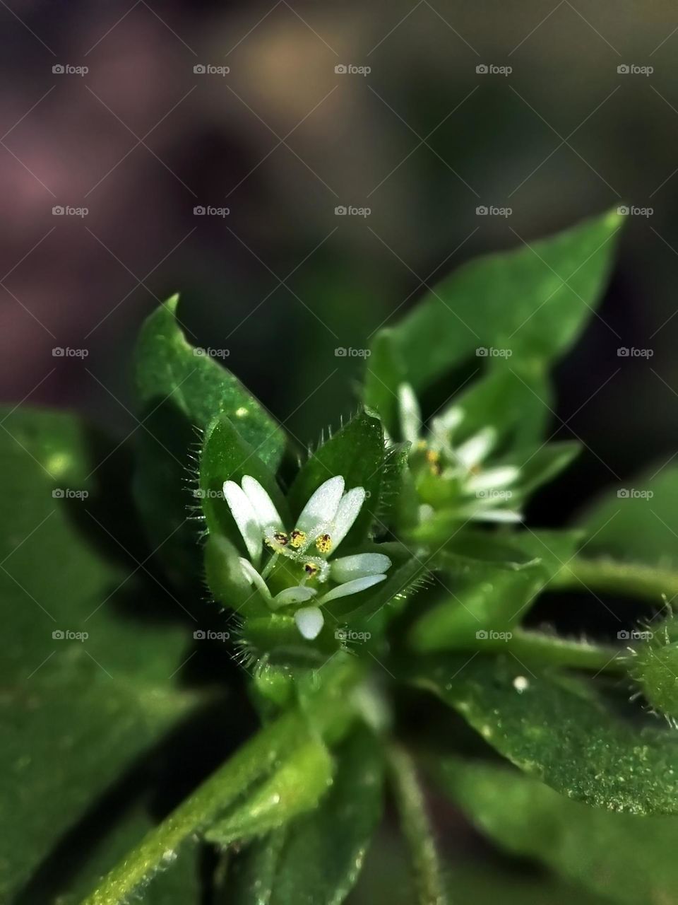 Macro photo of a flower growing in the garden
