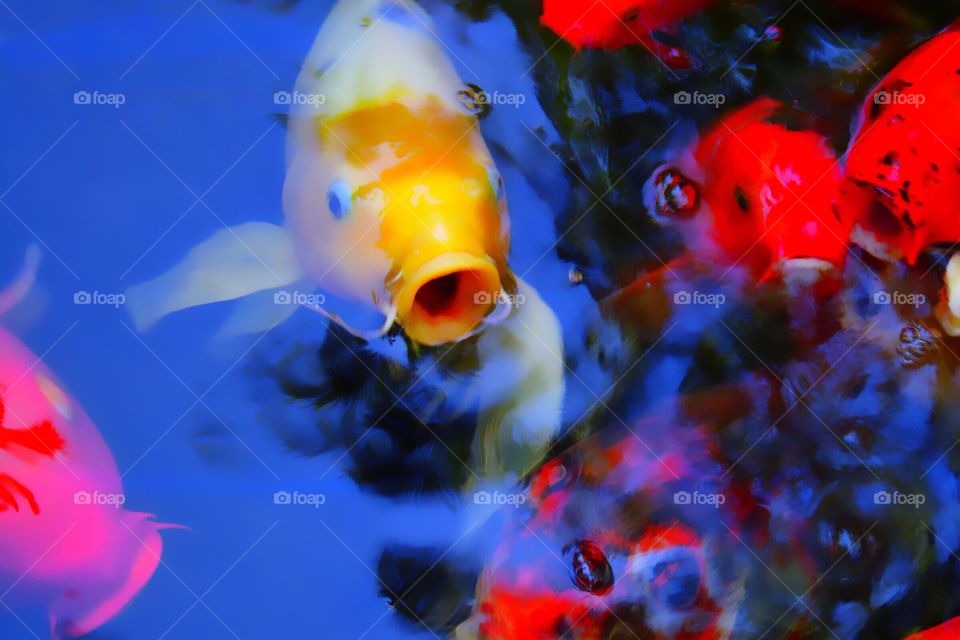 Colorful Koi fish blowing bubbles and begging for treats.