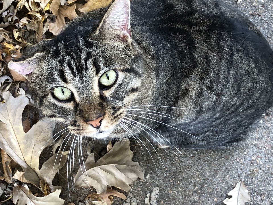 Cute neighborhood tabby kitty with stub tail